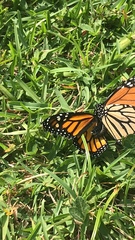 Danaus plexippus