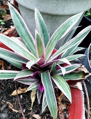 Tradescantia spathacea