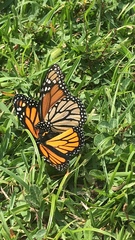 Danaus plexippus