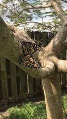 Danaus plexippus