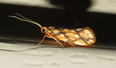 Lactura panopsia
