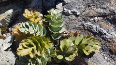 Anisotome pilifera