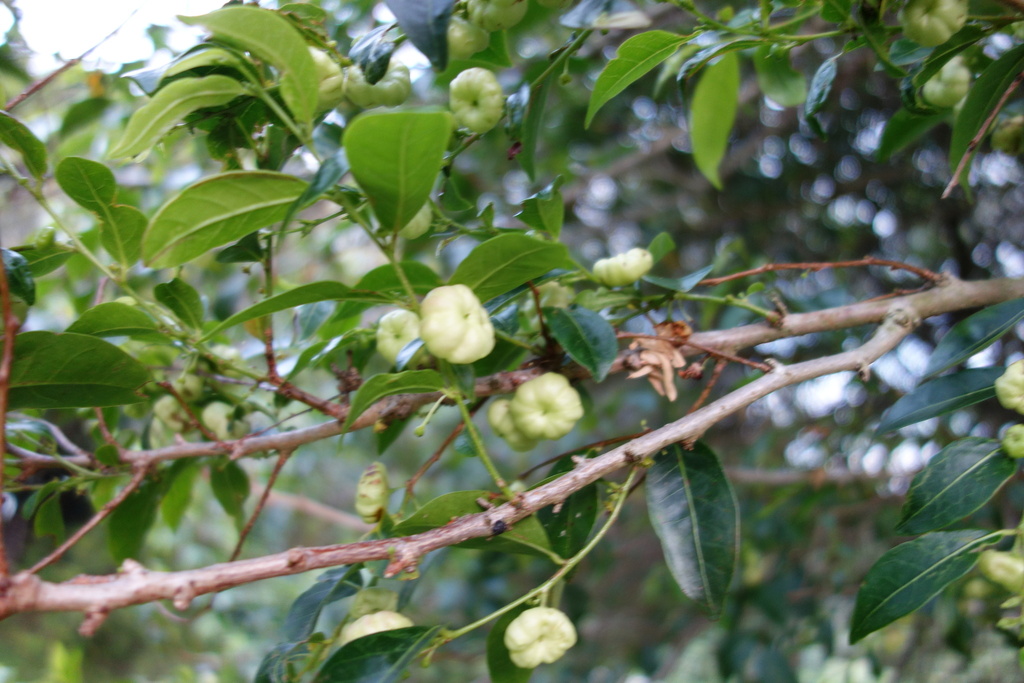 Cheese Tree from Sydney NSW, Australia on November 15, 2023 at 06:12 PM ...