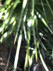 Leucauge argyrobapta image