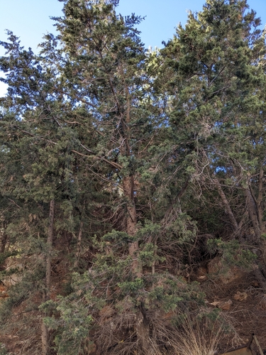 Cupressus sempervirens — photo 2