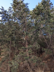 Mittelmeer-Zypresse (Cupressus sempervirens): Herkunft und Verwendung — Foto 2