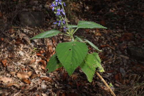 Image of Coleus graveolens by (c) Greg Tasney, some rights reserved (CC BY-SA)