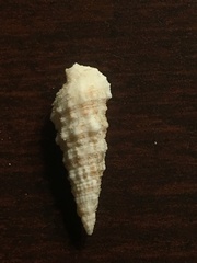 Cerithium atratum