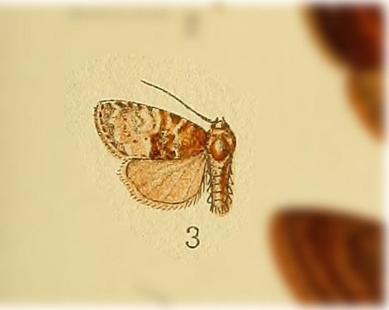 Northern Brocade Moth