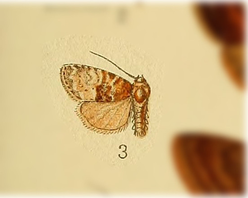 Northern Brocade Moth
