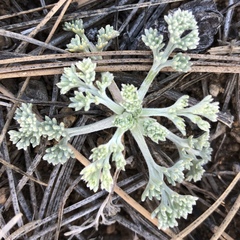 Lomatium foeniculaceum