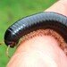 Giant Millipedes - Photo (c) Peter Vos, some rights reserved (CC BY-NC), uploaded by Peter Vos