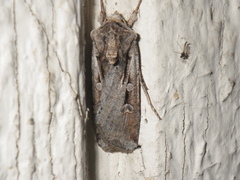 Agrotina