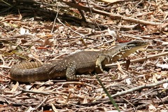 Varanus panoptes