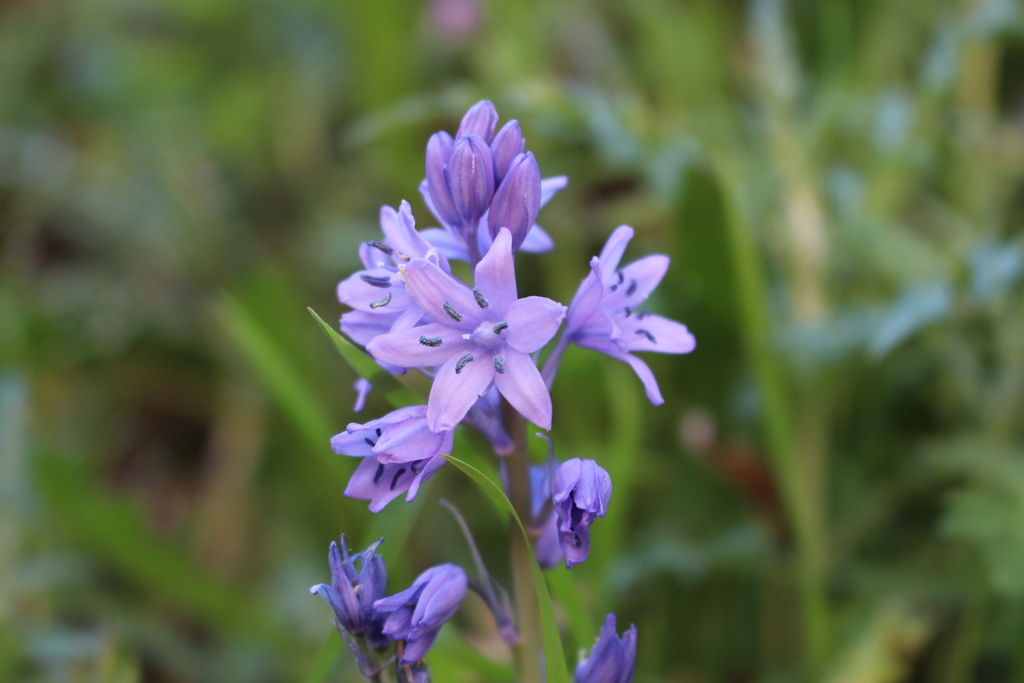 Hyacinthoides paivae