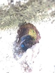 Osmia ribifloris ribifloris