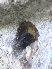 Osmia ribifloris ribifloris