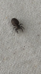 Metaphidippus