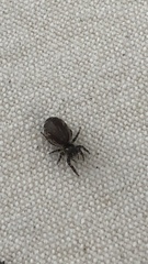 Metaphidippus