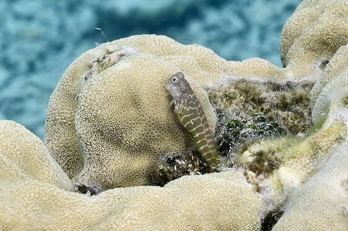 Segmented blenny (Salarias segmentatus) — Blenniidae — 3