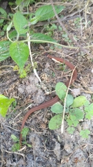 Storeria occipitomaculata