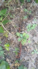 Storeria occipitomaculata