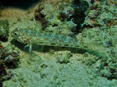 Istigobius decoratus