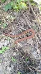 Storeria occipitomaculata