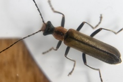 Podabrus cavicollis