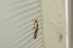 Martyringa ravicapitis
