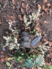 Cystotheca lanestris