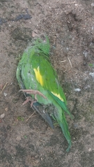 Brotogeris versicolurus