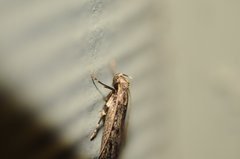 Martyringa ravicapitis