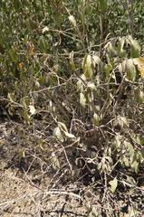 Bravaisia integerrima