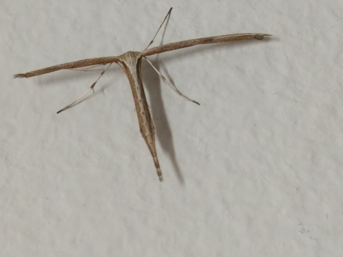pierkavec pupencový (Emmelina monodactyla)