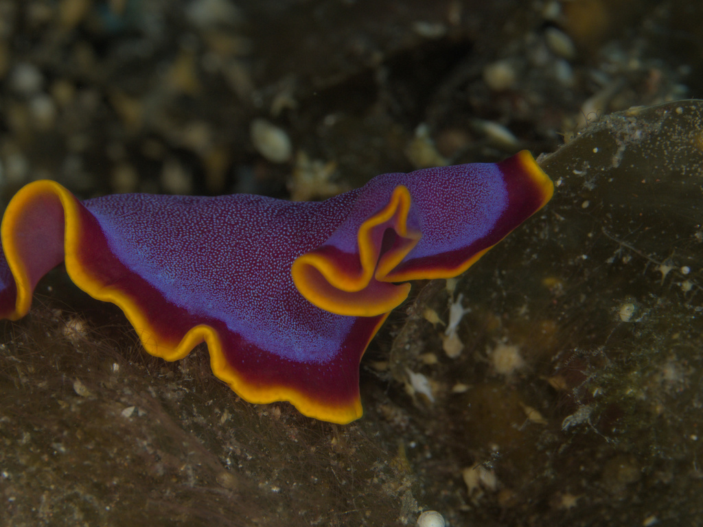 Fuchsia Flatworm from Karang Asem, ID-BA, ID on November 15, 2023 at 07