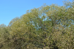 Bravaisia integerrima