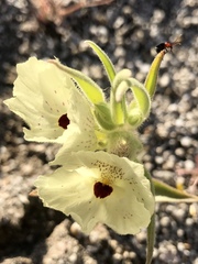 Androlyperus incisus