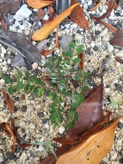 Euphorbia cozumelensis