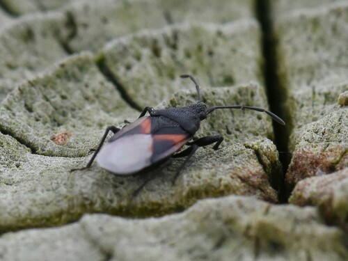 Lime seed bug, Groesbeek, Nederland, photo 10 of 10