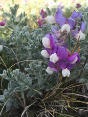 Lathyrus littoralis