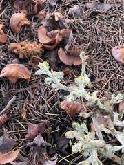 Cystotheca lanestris