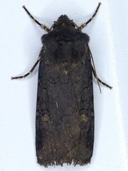 Euxoa velleripennis