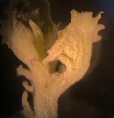 Cystotheca lanestris