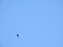 Streptoprocne semicollaris