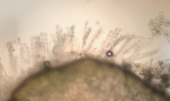 Cystotheca lanestris