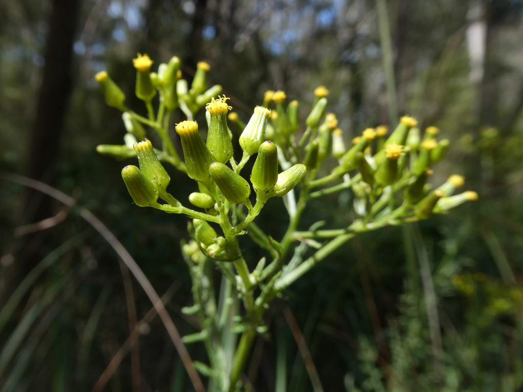 Rough Fireweed from Melbourne VIC, Australia on November 15, 2023 at 11 ...