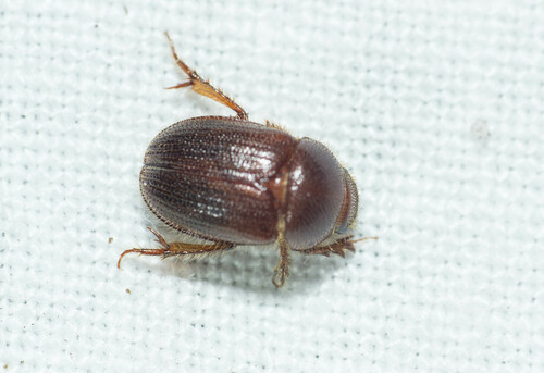 Ochodaeus pocadioides