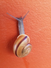 Cahuillus indioensis