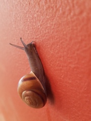 Cahuillus indioensis